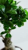 Close up of young woman taking care of home plant. Watering exotic Japanese tree. Woman spraying ficus ginseng bonsai tree with pure water from spray bottle. Splashing water on leaves. video