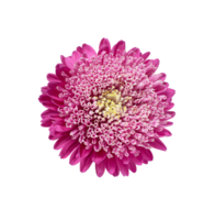 Light pink chrysanthemum, aster with yellow stamens on isolated background. Close-up. big fluffy flower. Design element png