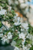 Blooming Apple tree branches with white flowers close-up. photo