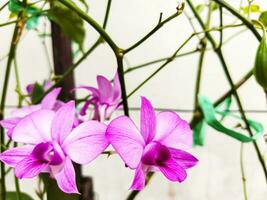 Close up on beautiful pink orchids Doritaenopsis, the flowers are purple with white details and has some dark coloured parts. The middle is yellow. Copy space. Romantic. photo