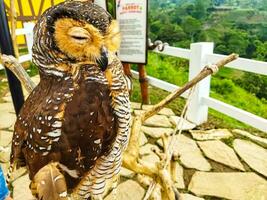 The owl sits on a tree branch with its eyes closed during the day photo