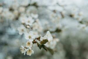 floreciente Cereza ramas con blanco flores de cerca, antecedentes de primavera naturaleza. macro imagen de vegetación, de cerca con profundidad de campo. foto