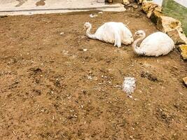 Ostrich couple in the Cepogo photo