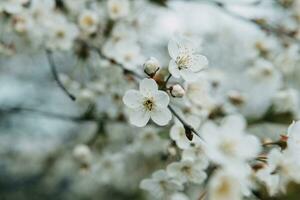 floreciente Cereza ramas con blanco flores de cerca, antecedentes de primavera naturaleza. macro imagen de vegetación, de cerca con profundidad de campo. foto