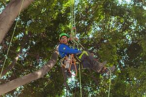 Puebla, Mexico 2023 - Tree trimmer uses specialized climbing and cutting equipment to trim trees photo