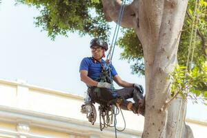 Puebla, Mexico 2023 - Tree trimmer uses specialized climbing and cutting equipment to trim trees photo