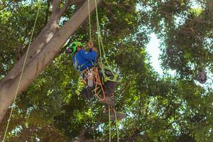 Puebla, Mexico 2023 - Tree trimmer uses specialized climbing and cutting equipment to trim trees photo