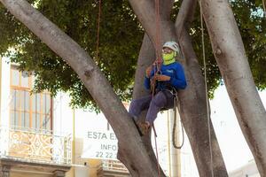 Puebla, Mexico 2023 - Tree trimmer uses specialized climbing and cutting equipment to trim trees photo