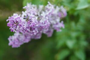 Lilac flowers on a green lilac bush close-up. Spring concert. Lilac garden. photo