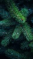 Seasonal Spruce Foliage - Generative AI photo