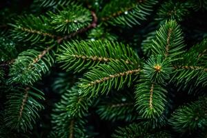 Decorated Evergreen Branches - Generative AI photo