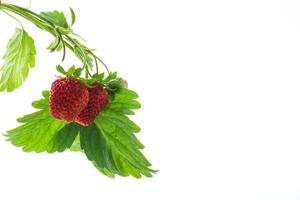 Ripe juicy red strawberry on white background photo