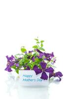 beautiful blooming clematis on a white background photo