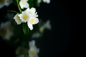 Branch of blooming fragrant white jasmine flowers photo