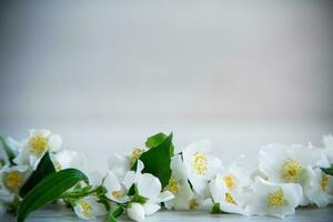 Wooden background with blooming white jasmine and empty space photo