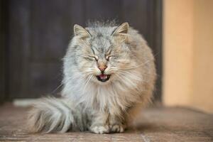 el gato es hermoso, esponjoso, gris en color, camina al aire libre en invierno. foto