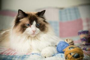 Colored threads, knitting needles and other items for hand knitting and a cute domestic cat Ragdoll photo