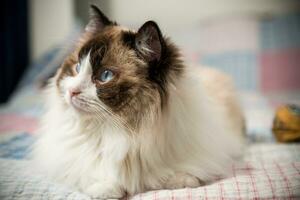 Beautiful domestic purebred cat Ragdoll, lies on the bed photo