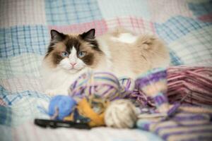 Colored threads, knitting needles and other items for hand knitting and a cute domestic cat Ragdoll photo