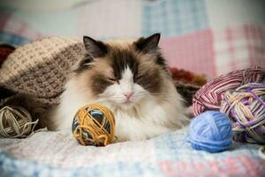 Colored threads, knitting needles and other items for hand knitting and a cute domestic cat Ragdoll photo