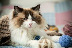 Colored threads, knitting needles and other items for hand knitting and a cute domestic cat Ragdoll photo