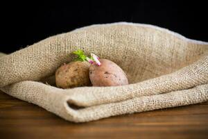 Spring potatoes with sprouted sprouts, ready for planting in the ground. photo