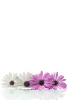 Beautiful white and purple Osteospermum flowers on white background photo