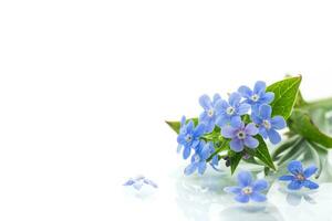 small blue forget-me-not flowers on white background photo