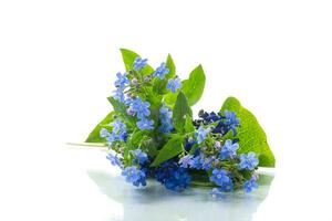 small blue forget-me-not flowers on white background photo