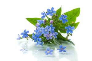 small blue forget-me-not flowers on white background photo