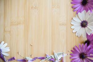 Beautiful white and purple Osteospermum flowers on a wooden photo