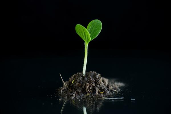 Green sprouts growing from soil on black background