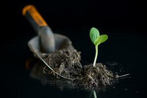 Green sprouts growing from soil on black background photo