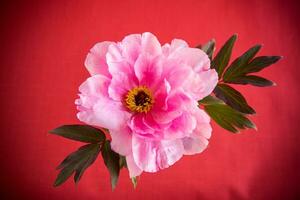 beautiful pink big tree peony flower on red background photo