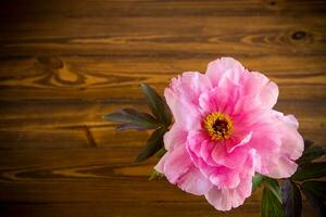 hermosa rosado grande árbol peonía flor en de madera antecedentes foto