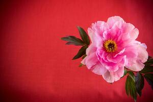 beautiful pink big tree peony flower on red background photo