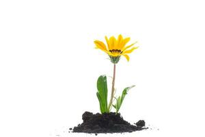 yellow blooming flower grows in the ground, on white background. photo