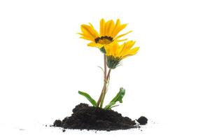 yellow blooming flower grows in the ground, on white background. photo