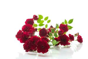 bouquet of red small roses, on white background. photo
