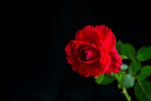 Flowers of beautiful blooming red rose on black background. photo