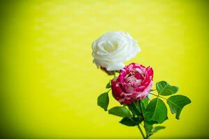 flor ramo de flores de blanco, rojo rosas en verde antecedentes. foto