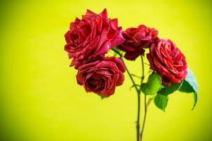 Flowers of beautiful blooming red rose on green background. photo