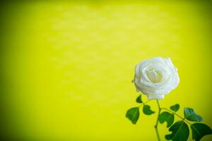 Beautiful blooming white rose flower on green background. photo