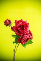 Flowers of beautiful blooming red rose on green background. photo
