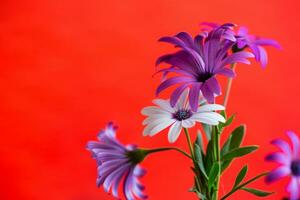 hermosa blanco y púrpura osteospermum flores en rojo antecedentes foto