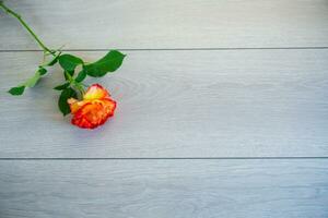 one red beautiful blooming rose on a wooden table photo