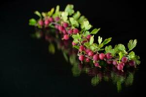 branch of ripe gooseberries on black background photo