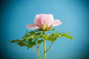 Beautiful big pink peony close-up on a blue background. photo