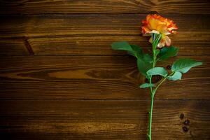 one red beautiful blooming rose on a wooden table photo