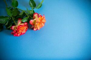 red beautiful blooming rose on blue background photo